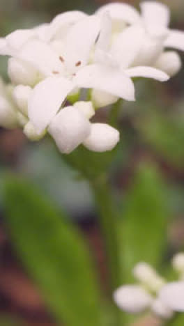 Video-Vertical-Primer-Plano-Plantas-Del-Suelo-Del-Bosque-Que-Crecen-Ramas-De-árboles-Caídos-2